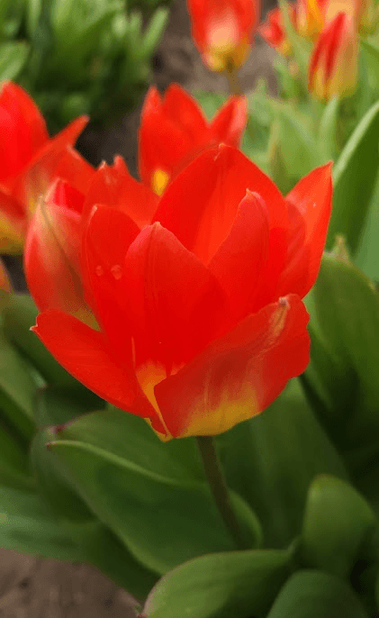 Firery Tulip