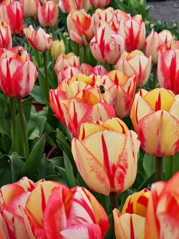 Tulip Field