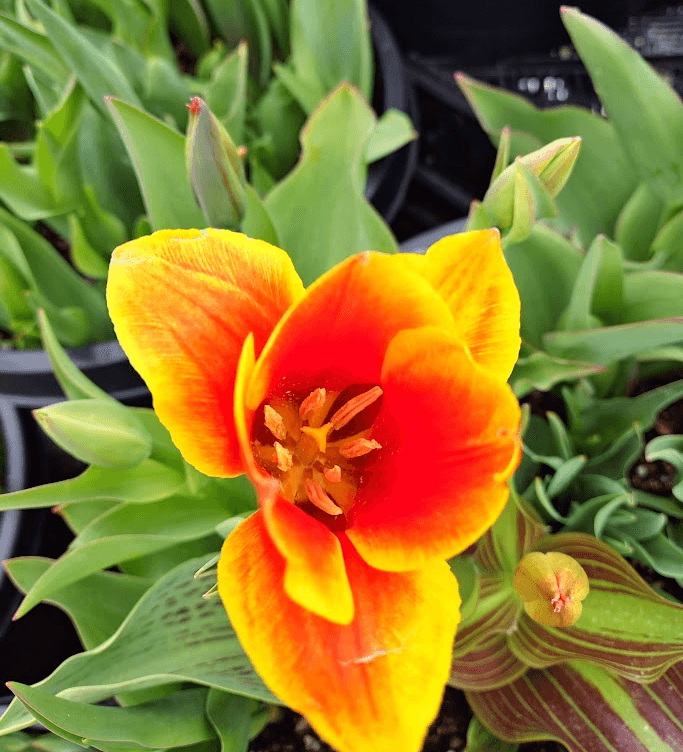Golden Flower