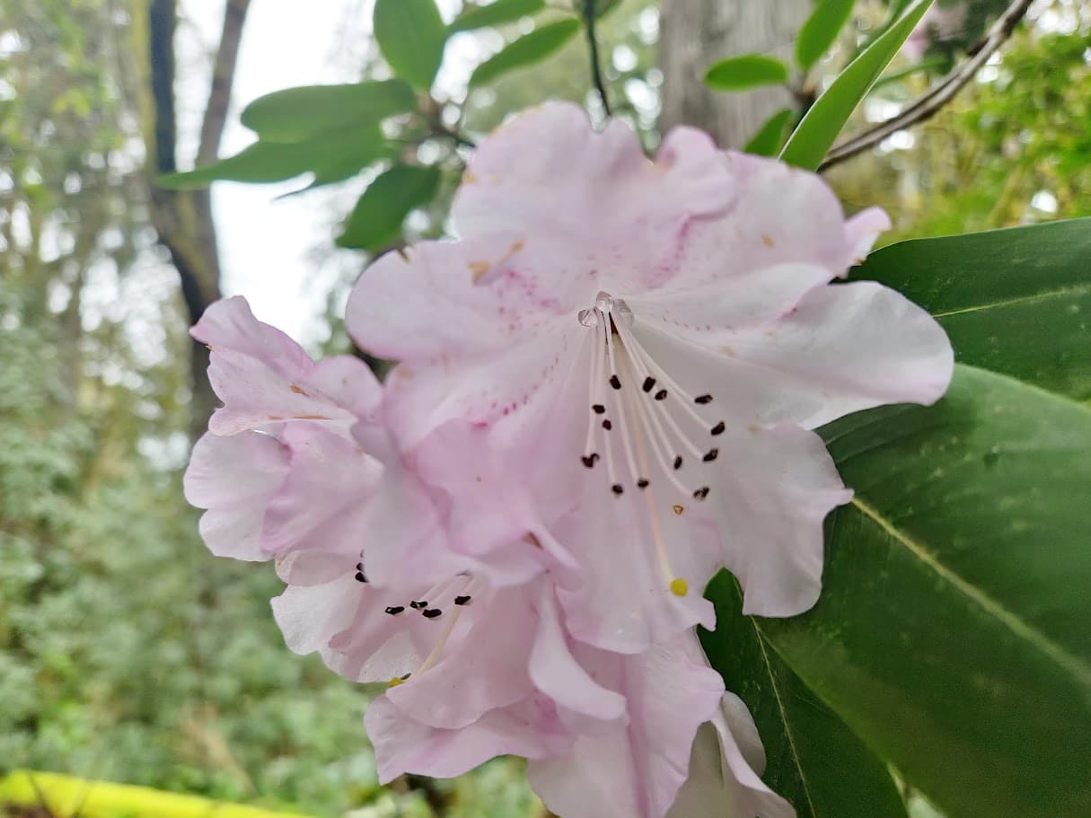 Silky Rhododendrons