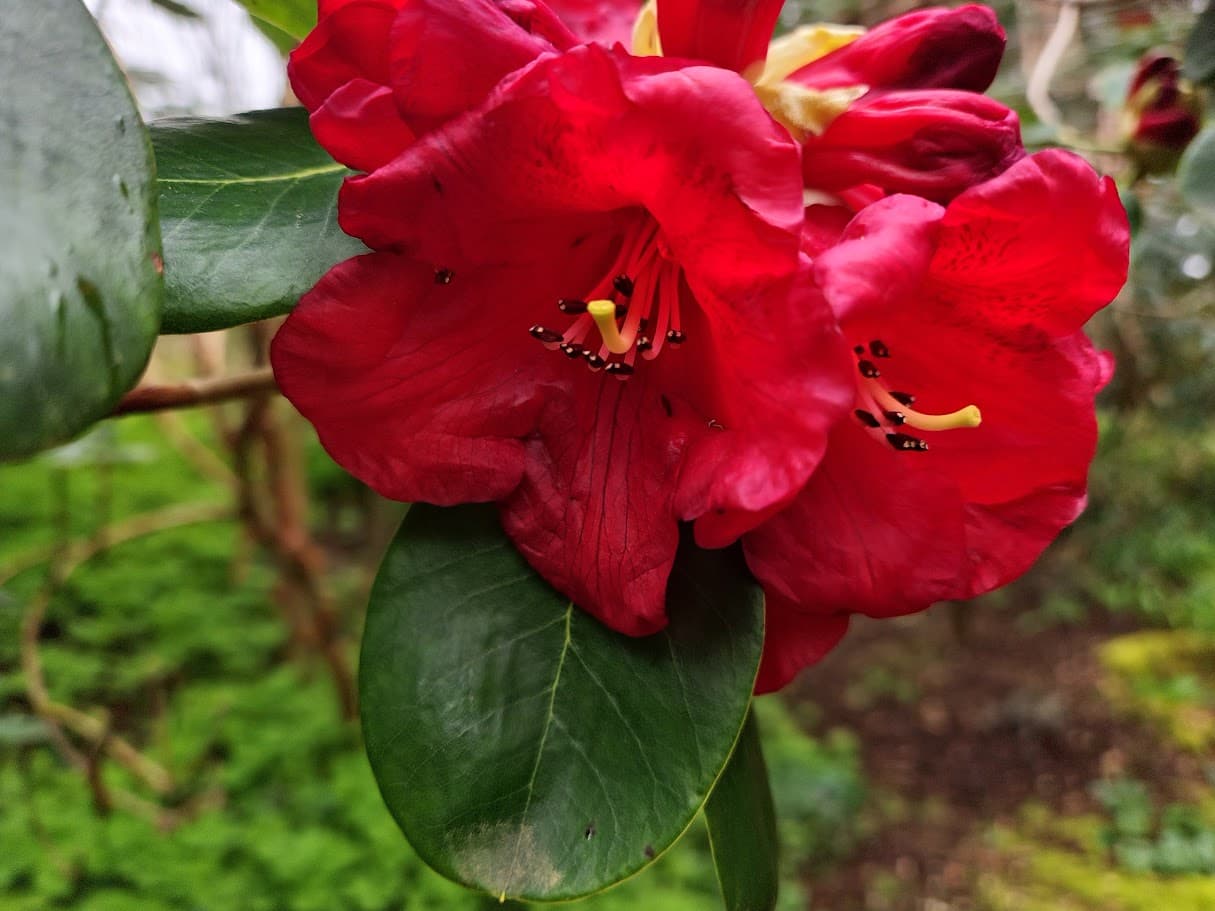 Rhododendrons
