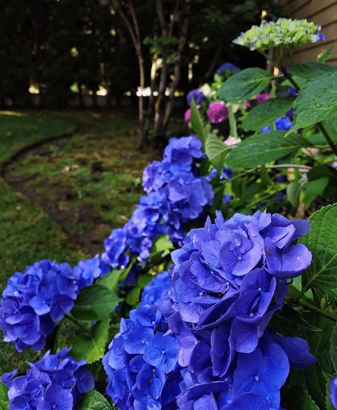 Morning Hydrangeas