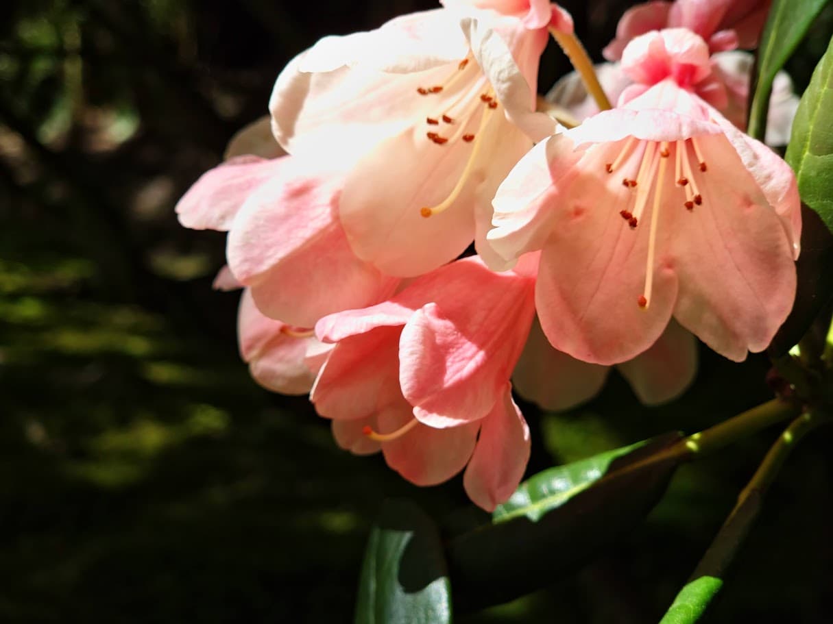 Paper Flower