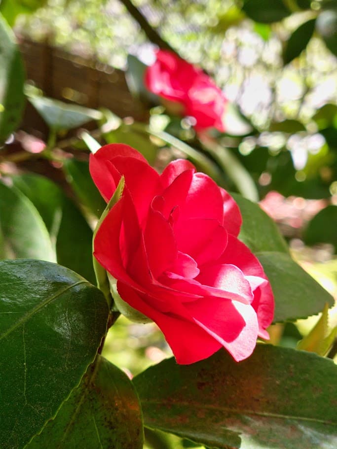 Red Rose